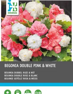 Begonia (Begonia) Blumenzwiebeln doppelblütig rosa weiß 6 St.