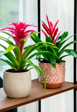 Bela Arte Blumentopf Belem braun D 14 H 13 cm