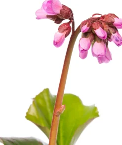 Bergenie (Bergenia cordifolia)