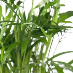 Bergpalme (Chamaedorea elegans) D 12 cm H 40 cm