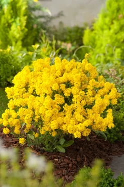 Berg-Steinkraut (Alyssum montanum) D 11 H 5 cm