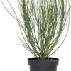 Besenginster (Cytisus scoparius 'Andreanus Splendens') D 21 H 40 cm