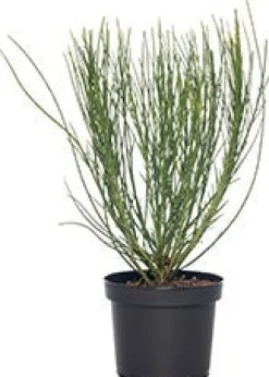 Besenginster (Cytisus scoparius 'Andreanus Splendens') D 21 H 40 cm