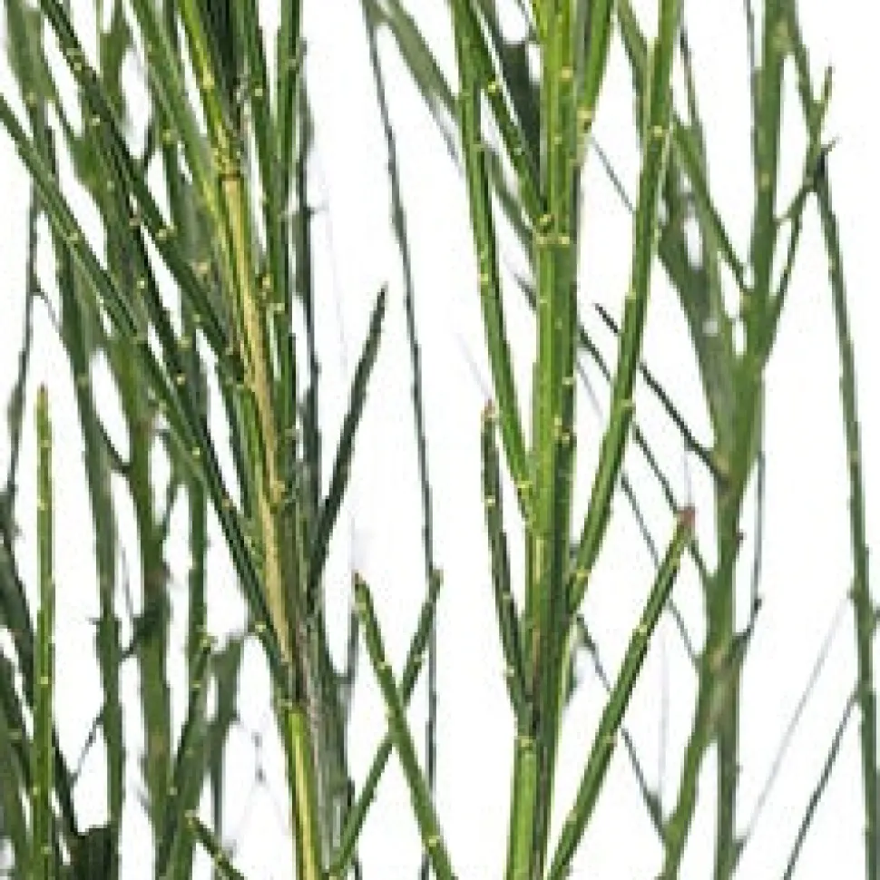 Besenginster (Cytisus scoparius 'Andreanus Splendens') D 21 H 40 cm