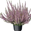 Besenheide (Calluna vulgaris 'Garden Girls') D 12 H 15 cm