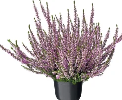 Besenheide (Calluna vulgaris 'Garden Girls') D 12 H 15 cm