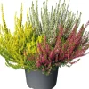 Besenheide (Calluna vulgare 'Beauty Lady') D 17 H 25 cm