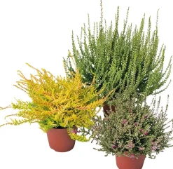 Besenheide (Calluna vulgaris 'Garden Girls')