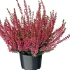 Besenheide (Calluna vulgaris 'Beauty Ladies') D 9,5 H 10 cm