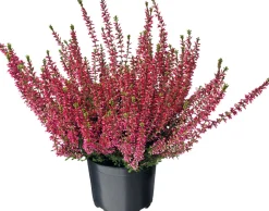 Besenheide (Calluna vulgaris 'Beauty Ladies') D 9,5 H 10 cm