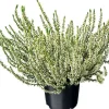 Besenheide (Calluna vulgaris 'Garden Girls') D 12 H 20 cm