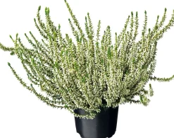 Besenheide (Calluna vulgaris 'Garden Girls') D 12 H 20 cm