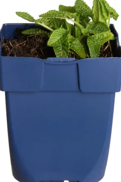 Betonie (Stachys officinalis) D 11 H 10 cm