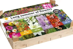 Big Box Long summer of flowers Blumenzwiebeln 120 St.