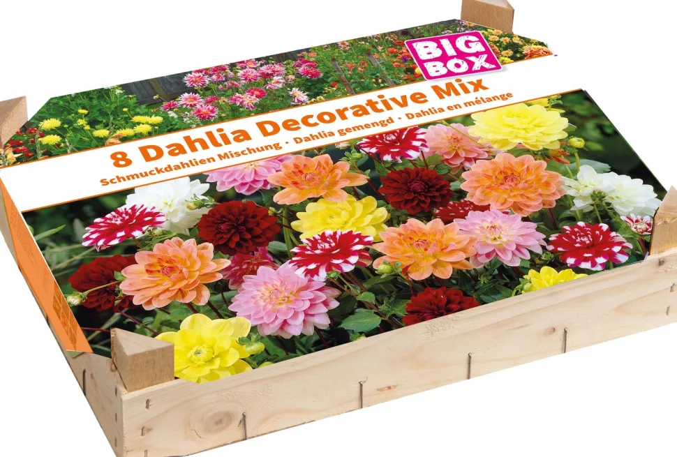 Big Box Schmuckdahlien Mischung Blumenzwiebeln 8 St.