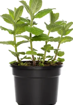 Bio Ananas-Minze (Mentha suaveolens 'Ananas') D 13 H 20 cm