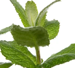 Bio Ananas-Minze (Mentha suaveolens 'Ananas') D 13 H 20 cm