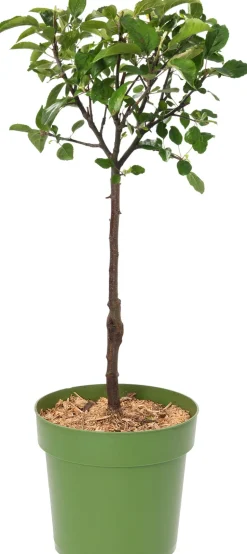 Bio Apelbaum (Malus domestica 'Cox Orange Pippin') D 23 H 80 cm