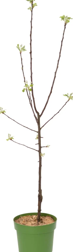 Bio Apfelbaum (Malus domestica 'Santana') D 26 H 150 cm
