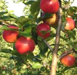 Bio Apfelbaum (Malus domestica 'Santana') D 26 H 150 cm