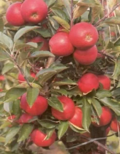 Bio Apfelbaum (Malus domestica 'Elstar') D 26 H 150 cm