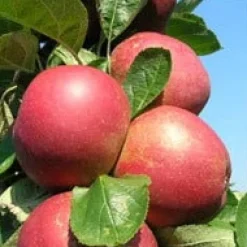 Bio Apfelbaum (Malus domestica 'Roter Boskoop') D 26 H 150 cm