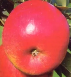 Bio Apfelbaum (Malus domestica 'Topaz') D 26 H 150 cm