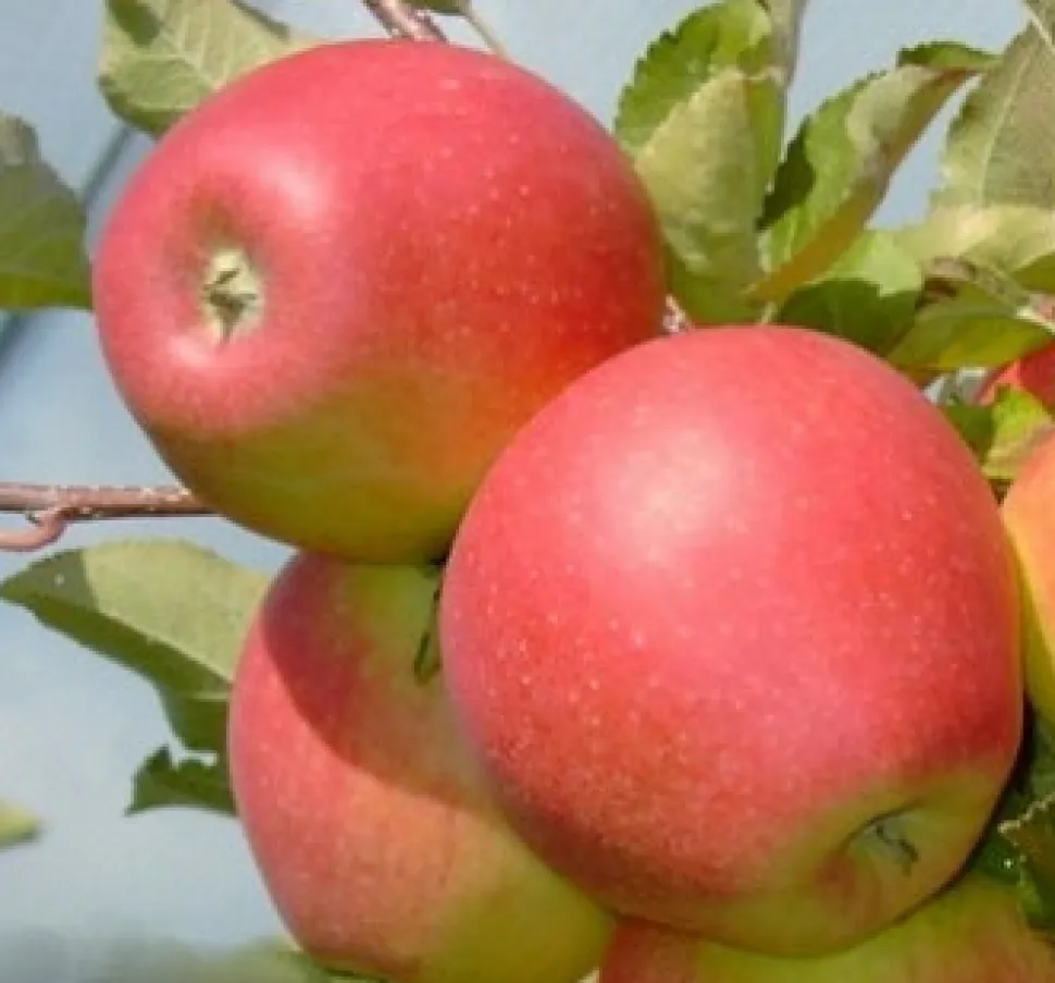 Bio Apfelbaum (Malus domestica 'Pinova') D 26 H 150 cm