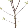 Bio Apfelbaum (Malus x domestica 'James Grieve') D 26 H 150 cm