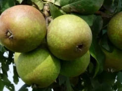 Bio Birnbaum (Pyrus communis 'Charneux') D 26 H 150 cm