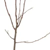 Bio Birnbaum (Pyrus communis 'Gieser Wildeman') D 26 H 150 cm