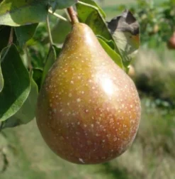 Bio Birnbaum (Pyrus communis 'Gieser Wildeman') D 26 H 150 cm