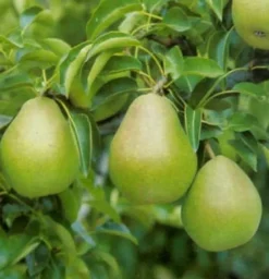 Bio Birnbaum (Pyrus communis 'Doyenne du Comice') D 26 H 150 cm