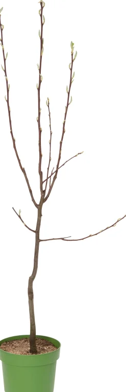 Bio Birnbaum (Pyrus communis 'Conference') D 26 H 150 cm