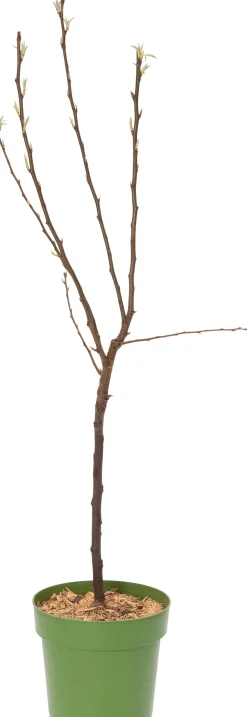 Bio Birnbaum (Pyrus communis 'Dwergpeer') D 23 H 80 cm