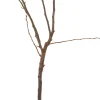 Bio Birnbaum (Pyrus communis 'Clapp's Favourite') D 23 H 80 cm