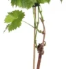 Bio Blaue Traube (Vitis vinifera 'Mitschurinski') D 19 H 55 cm
