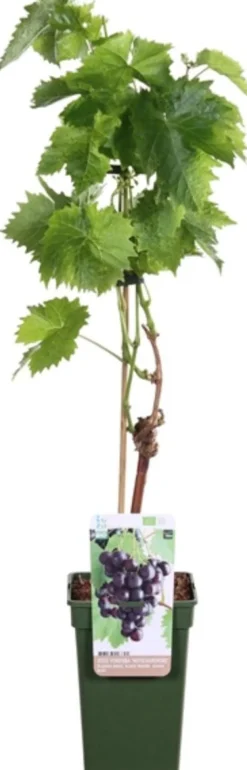 Bio Blaue Traube (Vitis vinifera 'Mitschurinski') D 19 H 55 cm