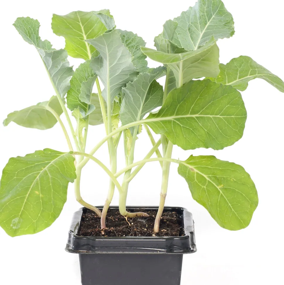 Bio Blumenkohl (Brassica oleracea Botrytis) D 9 H 5 cm