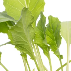 Bio Blumenkohl (Brassica oleracea Botrytis) D 9 H 5 cm