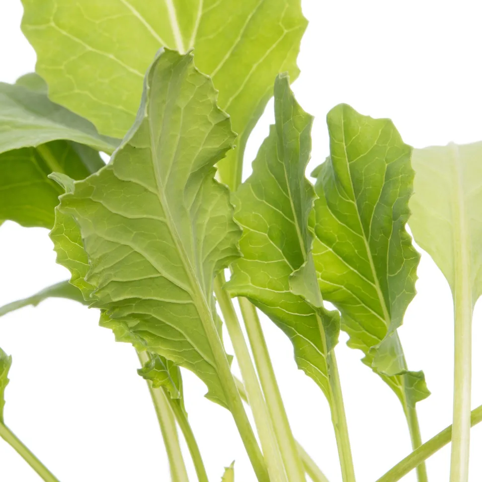 Bio Blumenkohl (Brassica oleracea Botrytis) D 9 H 5 cm