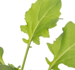 Bio Brokkoli (Brassica oleracea Italica) D 9 H 5 cm