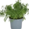 Bio Dill (Anethum graveolens) D 12 H 15 cm