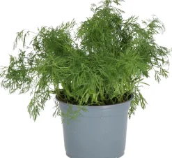 Bio Dill (Anethum graveolens) D 12 H 15 cm