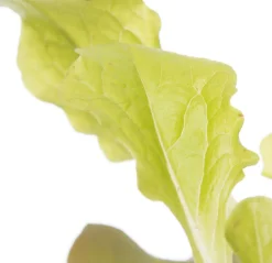 Bio Eichblattsalat (Lactuca sativa var. Foliosa) D 9 H 5 cm