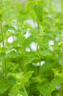 Bio Erdbeer-Minze (Mentha arvensis 'Strawberry') D 13 H 10 cm