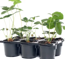 Bio Erdbeerpflanzen (Fragaria 'Honeyo') D 9 H 12 cm