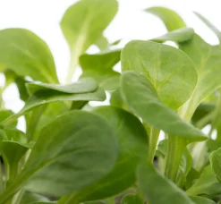 Bio Feldsalat (Valerianella locusta) D 9 H 5 cm