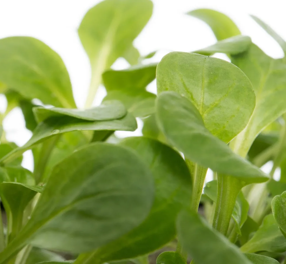 Bio Feldsalat (Valerianella locusta) D 9 H 5 cm
