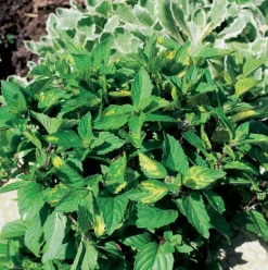 Bio Ingwer-Minze (Mentha Gracilis 'Ginger')